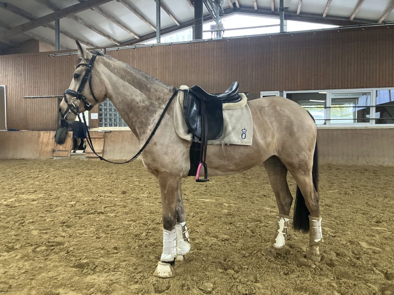 Poney de selle allemand Jument 5 Ans 146 cm Isabelle in Rosendahl
