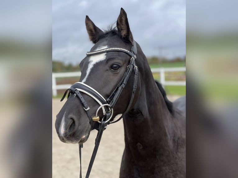 Poney de selle allemand Jument 5 Ans 146 cm Noir in Eppelheim
