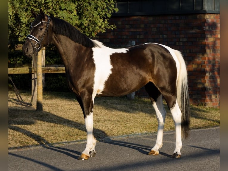 Poney de selle allemand Jument 5 Ans 146 cm Pinto in Neuenkirchen
