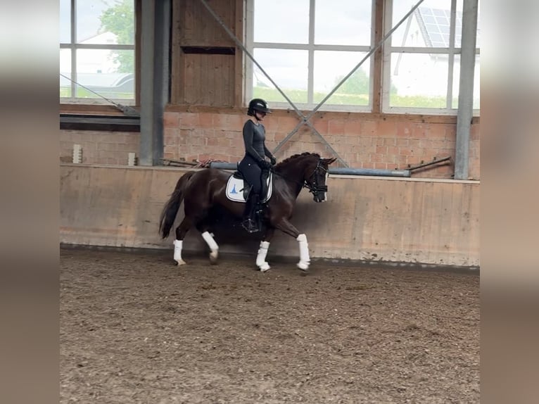 Poney de selle allemand Jument 5 Ans 147 cm Alezan brûlé in Kassel