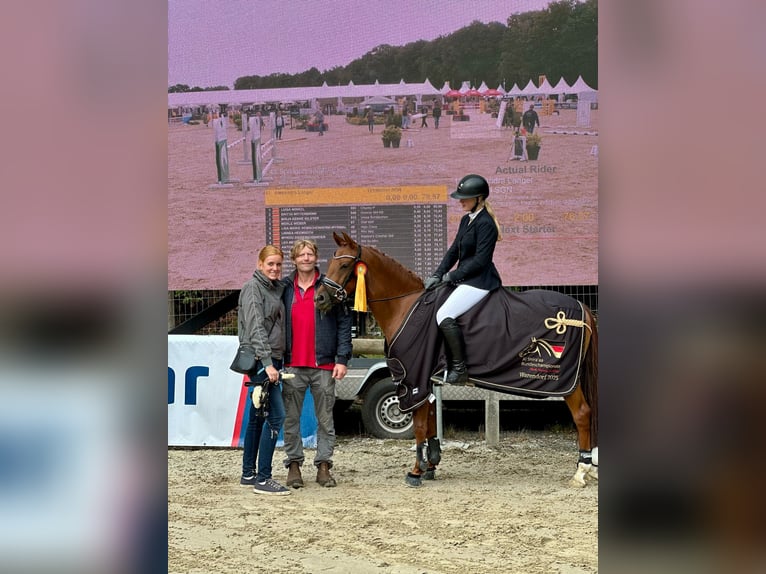 Poney de selle allemand Jument 5 Ans 147 cm Alezan brûlé in Marsberg