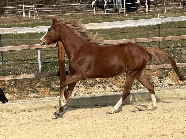 Poney de selle allemand Jument 5 Ans 147 cm Alezan in Ursensollen