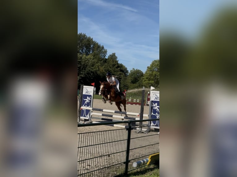 Poney de selle allemand Jument 5 Ans 147 cm Alezan in Amstelhoek