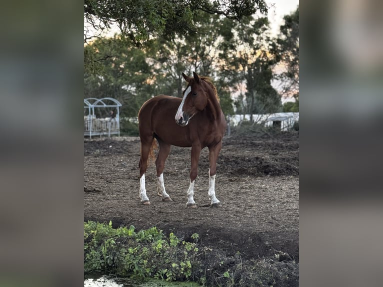 Poney de selle allemand Jument 5 Ans 147 cm Alezan in Amstelhoek