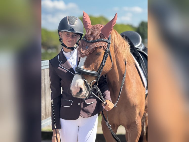 Poney de selle allemand Jument 5 Ans 147 cm Alezan in Amstelhoek