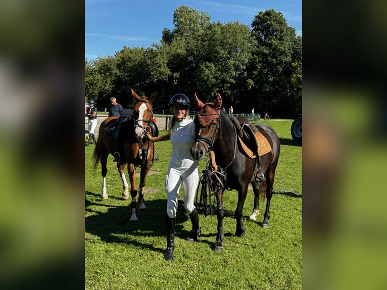 Poney de selle allemand Jument 5 Ans 147 cm Alezan in Amstelhoek
