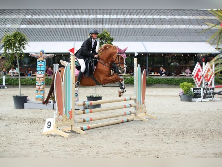 Poney de selle allemand Jument 5 Ans 147 cm Alezan in Amstelhoek