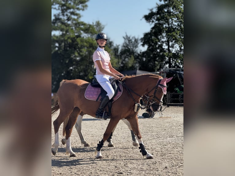 Poney de selle allemand Jument 5 Ans 147 cm Alezan in Amstelhoek