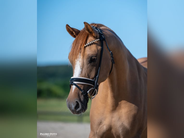 Poney de selle allemand Jument 5 Ans 147 cm Alezan dun in Skårup
