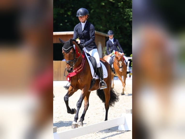 Poney de selle allemand Jument 5 Ans 147 cm Bai in Lengenfeld
