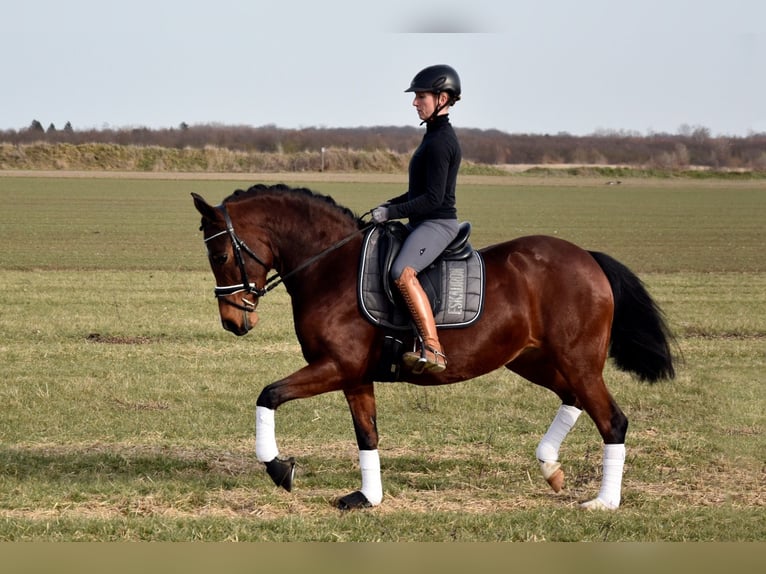 Poney de selle allemand Jument 5 Ans 147 cm Bai in Leipzig