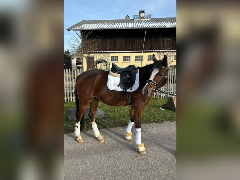 Poney de selle allemand Jument 5 Ans 147 cm Bai in Loiching