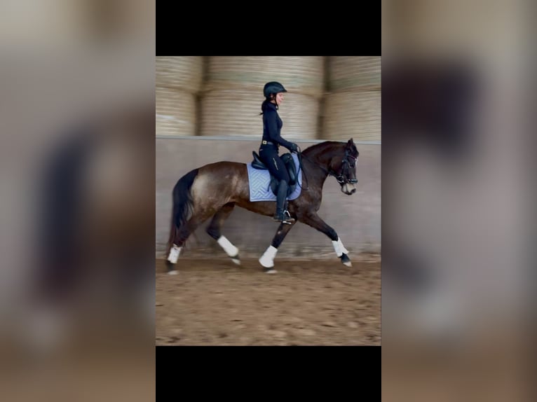Poney de selle allemand Jument 5 Ans 147 cm Buckskin in Bexbach