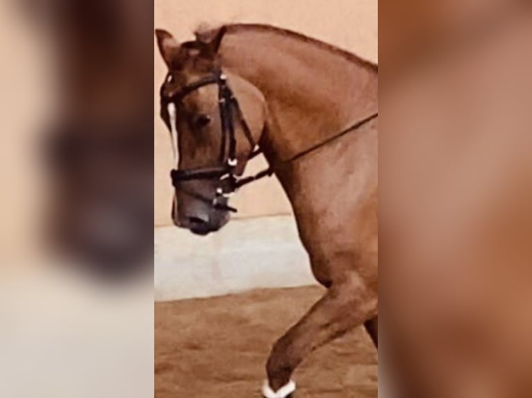 Poney de selle allemand Jument 5 Ans 147 cm Isabelle in F&#xFC;rstenfeldbruck