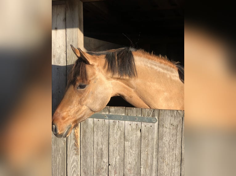 Poney de selle allemand Jument 5 Ans 147 cm Isabelle in Rumohr