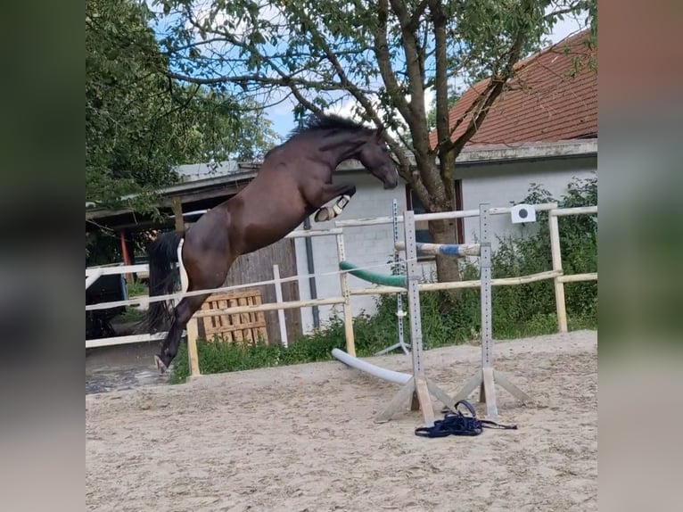 Poney de selle allemand Jument 5 Ans 147 cm Noir in Salzgitter