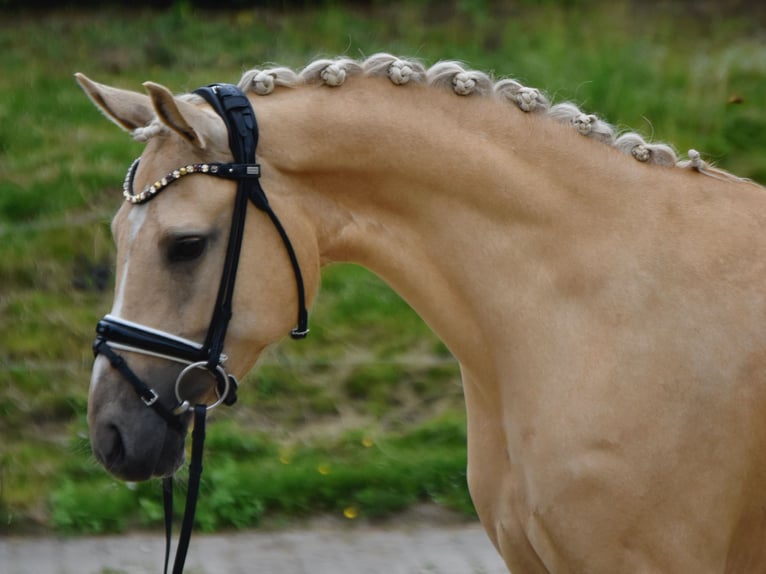Poney de selle allemand Jument 5 Ans 147 cm Palomino in Fürstenau