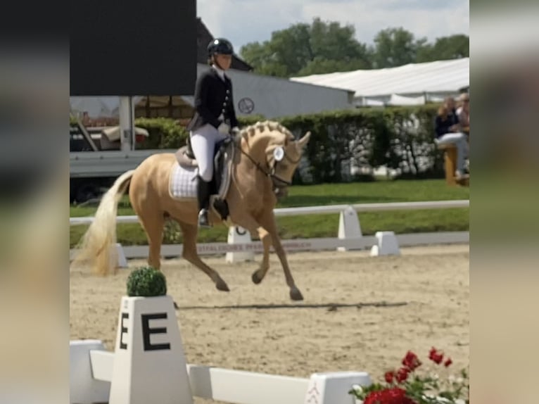 Poney de selle allemand Jument 5 Ans 147 cm Palomino in Achim