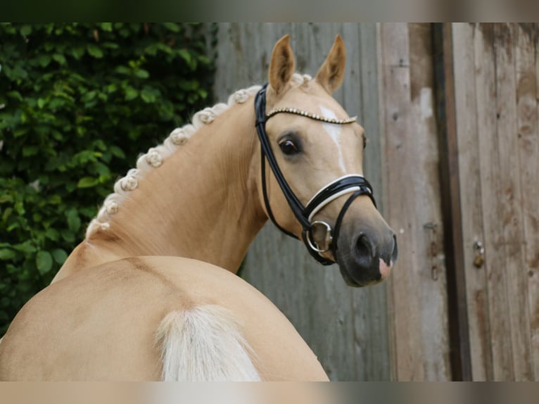 Poney de selle allemand Jument 5 Ans 147 cm Palomino in Recke, bei Osnabr&#xFC;ck