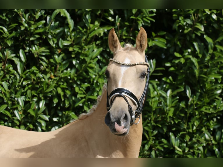 Poney de selle allemand Jument 5 Ans 147 cm Palomino in Recke, bei Osnabr&#xFC;ck