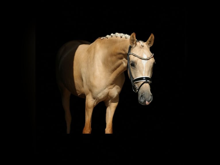 Poney de selle allemand Jument 5 Ans 147 cm Palomino in Recke, bei Osnabr&#xFC;ck