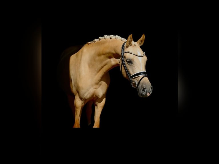 Poney de selle allemand Jument 5 Ans 147 cm Palomino in Recke, bei Osnabr&#xFC;ck