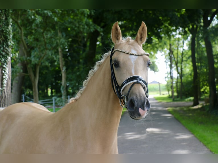 Poney de selle allemand Jument 5 Ans 147 cm Palomino in Recke, bei Osnabr&#xFC;ck
