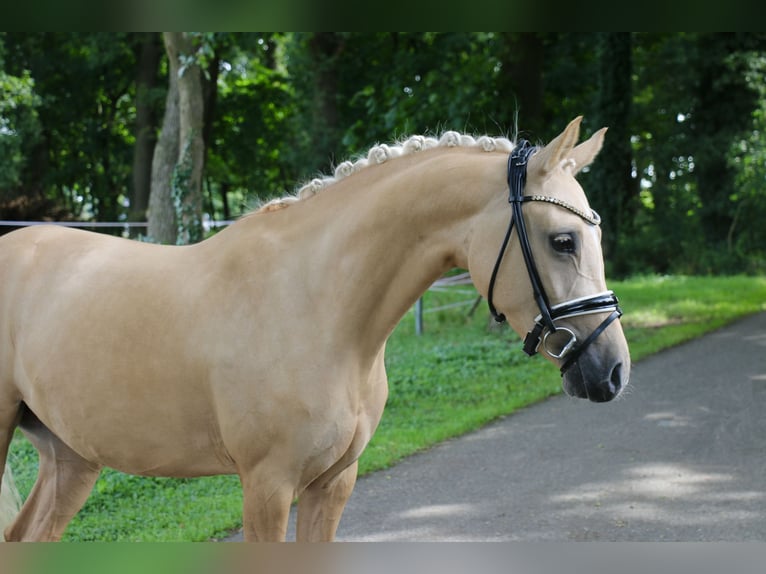 Poney de selle allemand Jument 5 Ans 147 cm Palomino in Recke, bei Osnabr&#xFC;ck