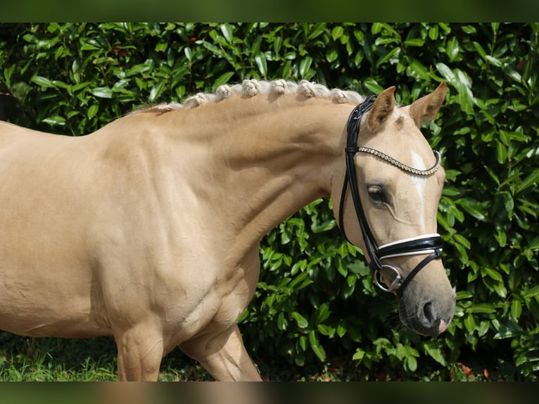 Poney de selle allemand Jument 5 Ans 147 cm Palomino in Recke, bei Osnabr&#xFC;ck