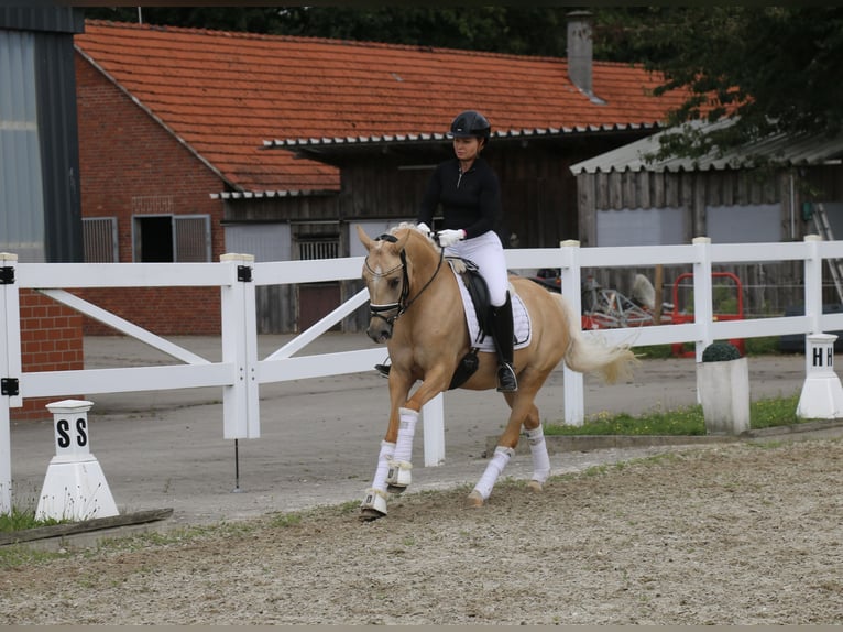 Poney de selle allemand Jument 5 Ans 147 cm Palomino in Recke, bei Osnabr&#xFC;ck