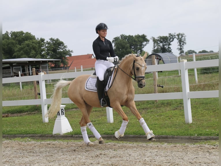 Poney de selle allemand Jument 5 Ans 147 cm Palomino in Recke, bei Osnabr&#xFC;ck