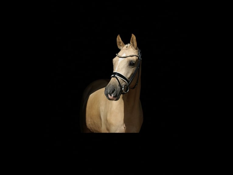 Poney de selle allemand Jument 5 Ans 147 cm Palomino in Recke, bei Osnabr&#xFC;ck