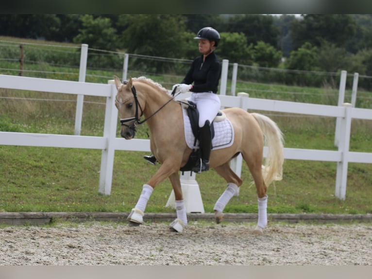 Poney de selle allemand Jument 5 Ans 147 cm Palomino in Recke, bei Osnabr&#xFC;ck