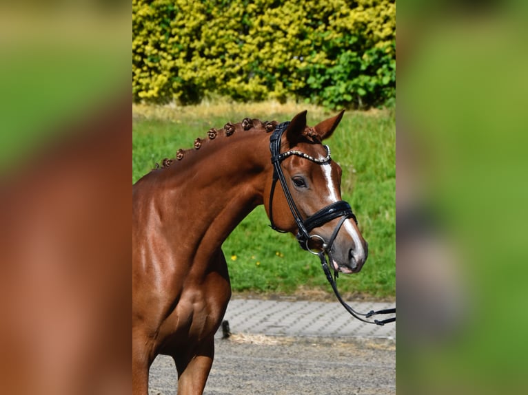 Poney de selle allemand Jument 5 Ans 148 cm Alezan brûlé in Fürstenau