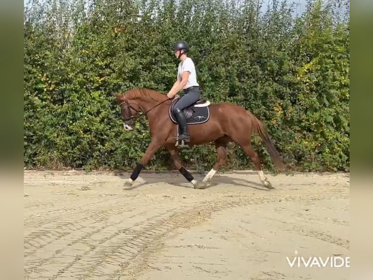 Poney de selle allemand Jument 5 Ans 148 cm Alezan in Osnabr&#xFC;ck
