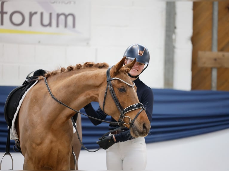 Poney de selle allemand Jument 5 Ans 148 cm Alezan in Marsberg