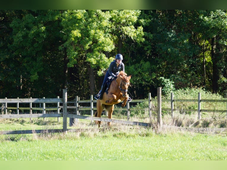 Poney de selle allemand Jument 5 Ans 148 cm Alezan in Lastrup