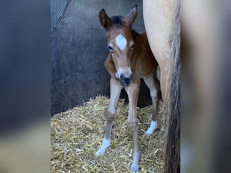 Poney de selle allemand Jument 5 Ans 148 cm Bai brun in Freiburg im Breisgau