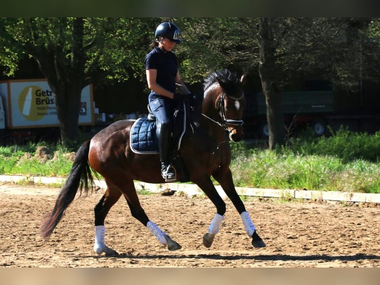 Poney de selle allemand Jument 5 Ans 148 cm Bai brun in Freiburg im Breisgau