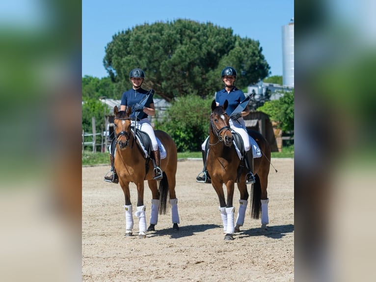 Poney de selle allemand Jument 5 Ans 148 cm Bai brun in Freiburg im Breisgau