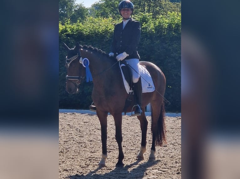 Poney de selle allemand Jument 5 Ans 148 cm Bai brun in Freiburg im Breisgau