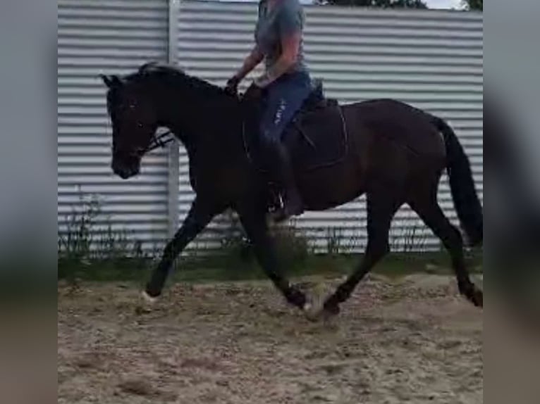 Poney de selle allemand Jument 5 Ans 148 cm Bai brun foncé in Goch