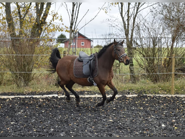 Poney de selle allemand Jument 5 Ans 148 cm Bai in Osburg