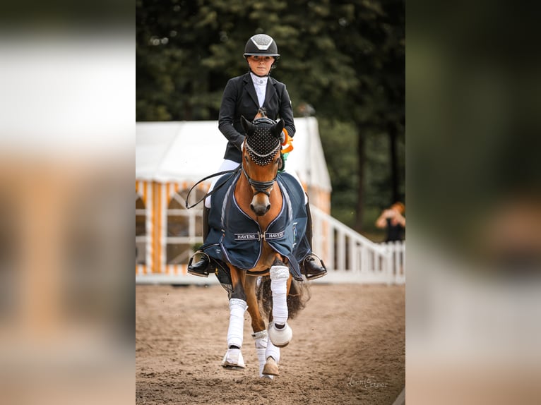 Poney de selle allemand Jument 5 Ans 148 cm Bai in Jüchen