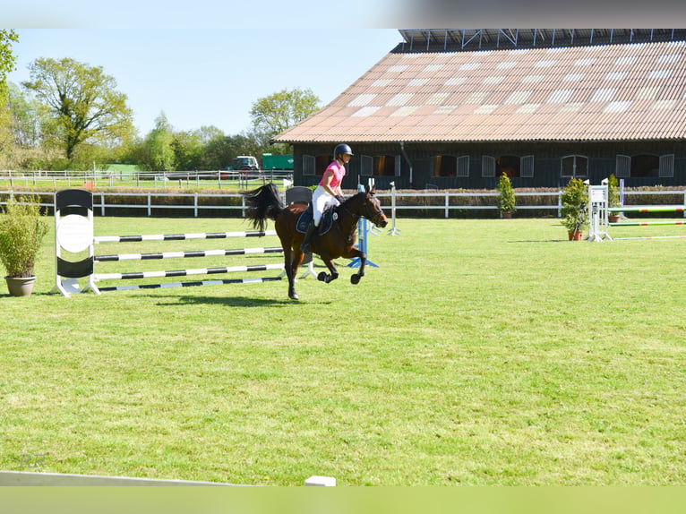 Poney de selle allemand Jument 5 Ans 148 cm Bai in Stakendorf