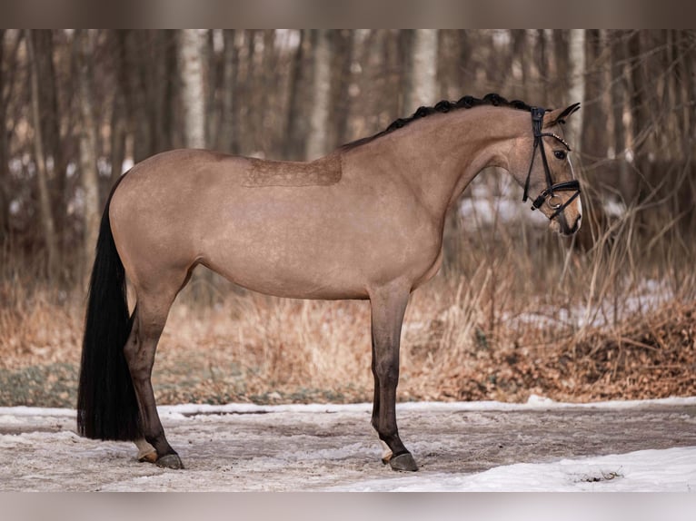 Poney de selle allemand Jument 5 Ans 148 cm Buckskin in Wehringen