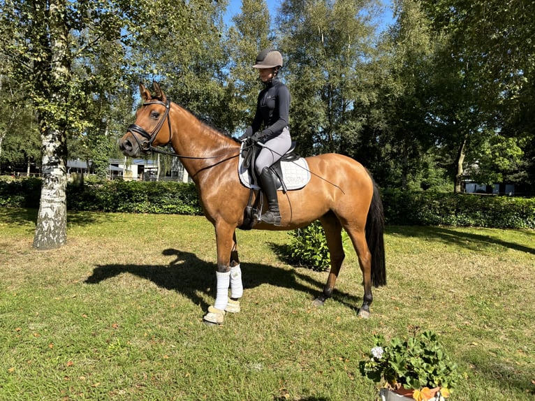 Poney de selle allemand Jument 5 Ans 148 cm Champagne in Sottrum