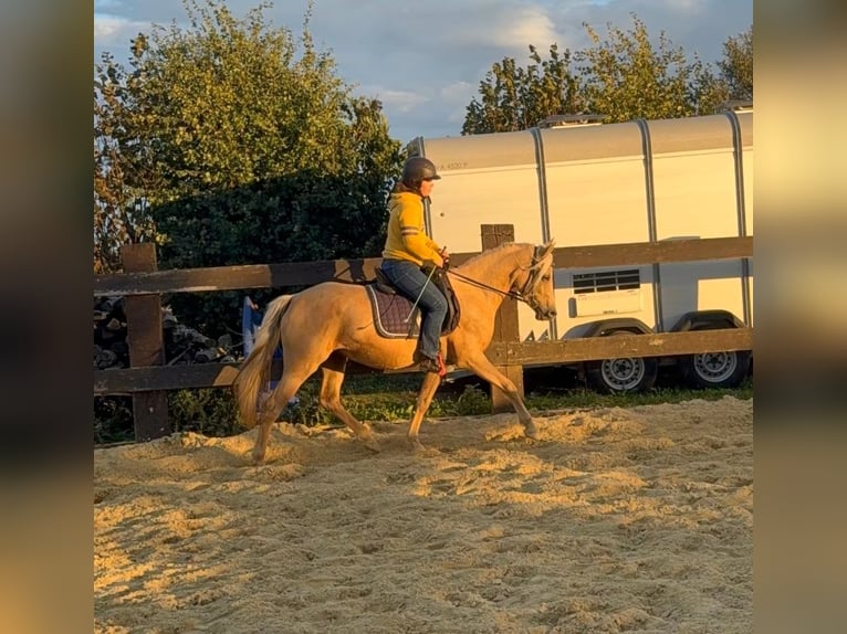 Poney de selle allemand Jument 5 Ans 148 cm Champagne in Daleiden