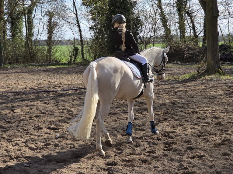 Poney de selle allemand Jument 5 Ans 148 cm Cremello in Wanzleben