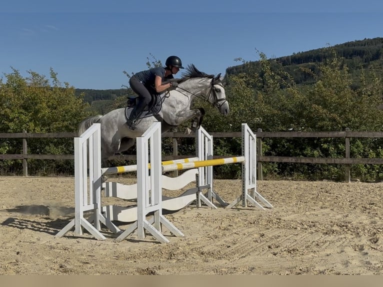 Poney de selle allemand Jument 5 Ans 148 cm Gris in Plettenberg